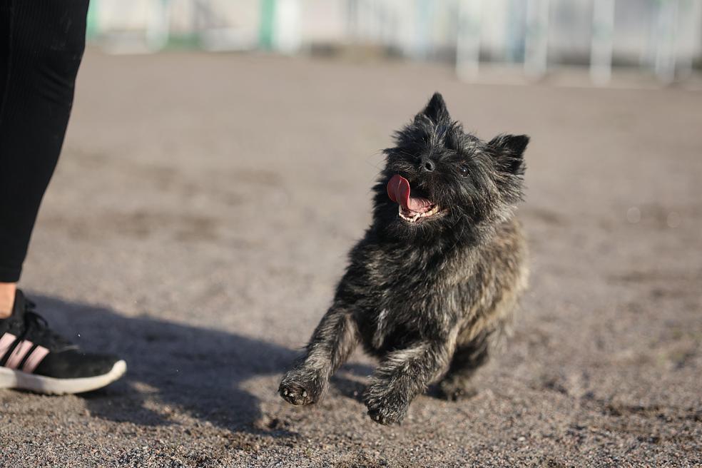 Hauva haltuun helpoilla harjoituksilla- minikurssi by Koirakoulu Kossu