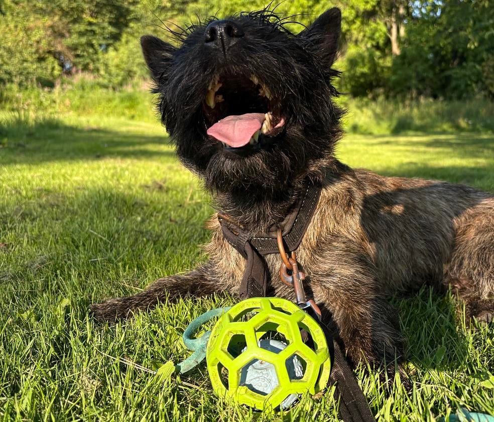 Palkkaamisen ihmeellinen maailma! by Koirakoulu Kossu